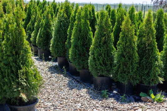 Thuja 'Smaragd'