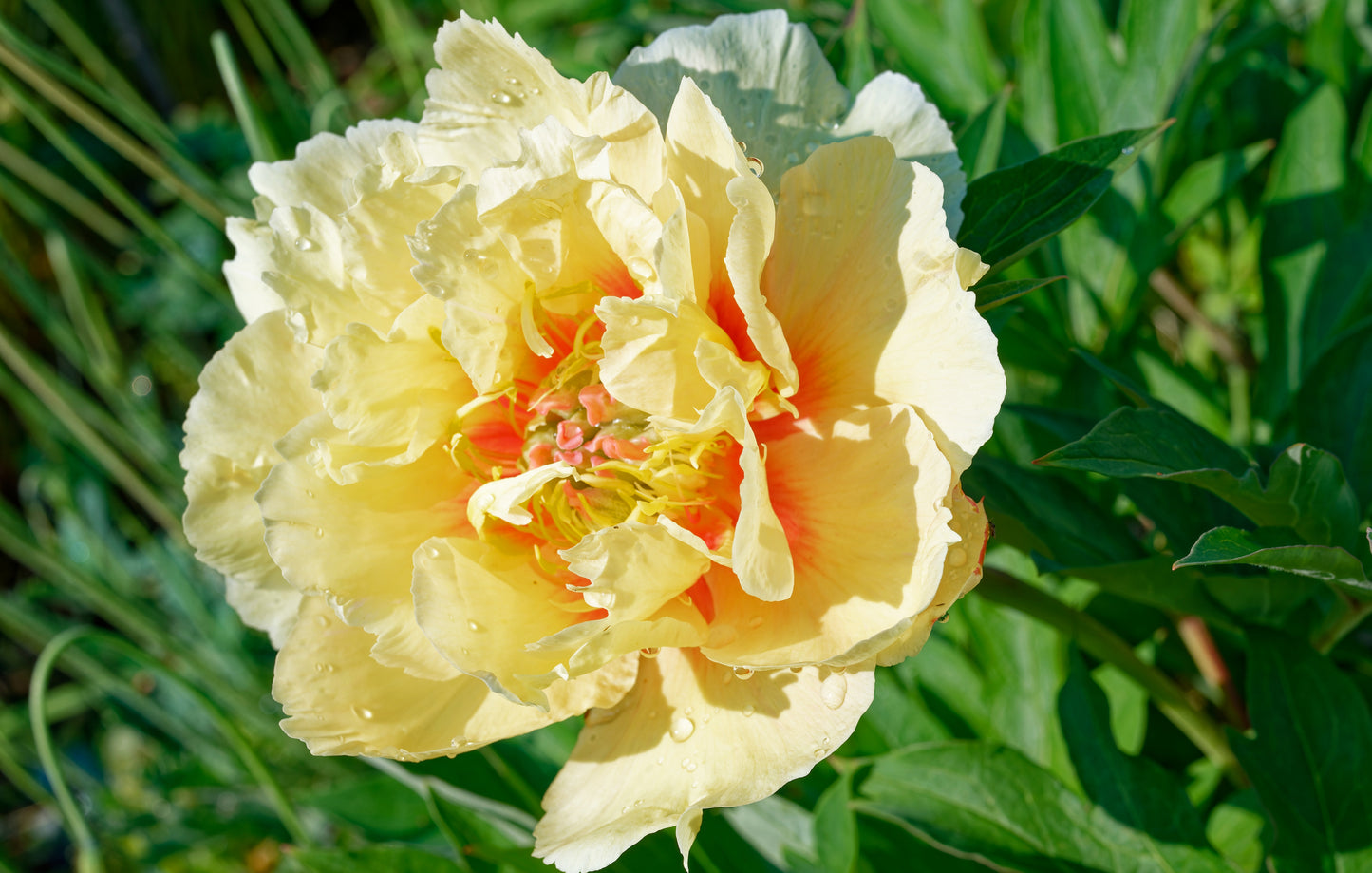 Garden Treasure Itoh Peony