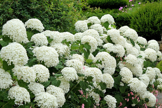 Annabelle Hydrangea