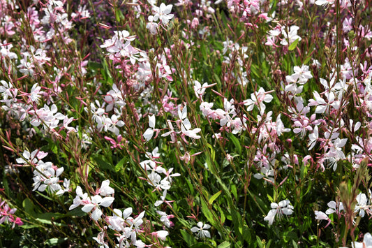 Walberton's Snow Fountain Gaura
