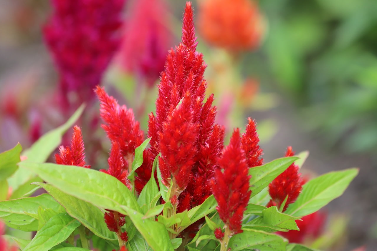 Celosia First Flame