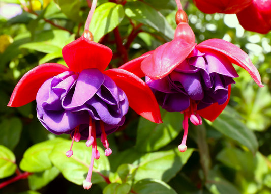 Dark Eyes Fuchsia