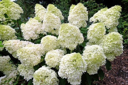 BloomChampion® Fresh White Hydrangea