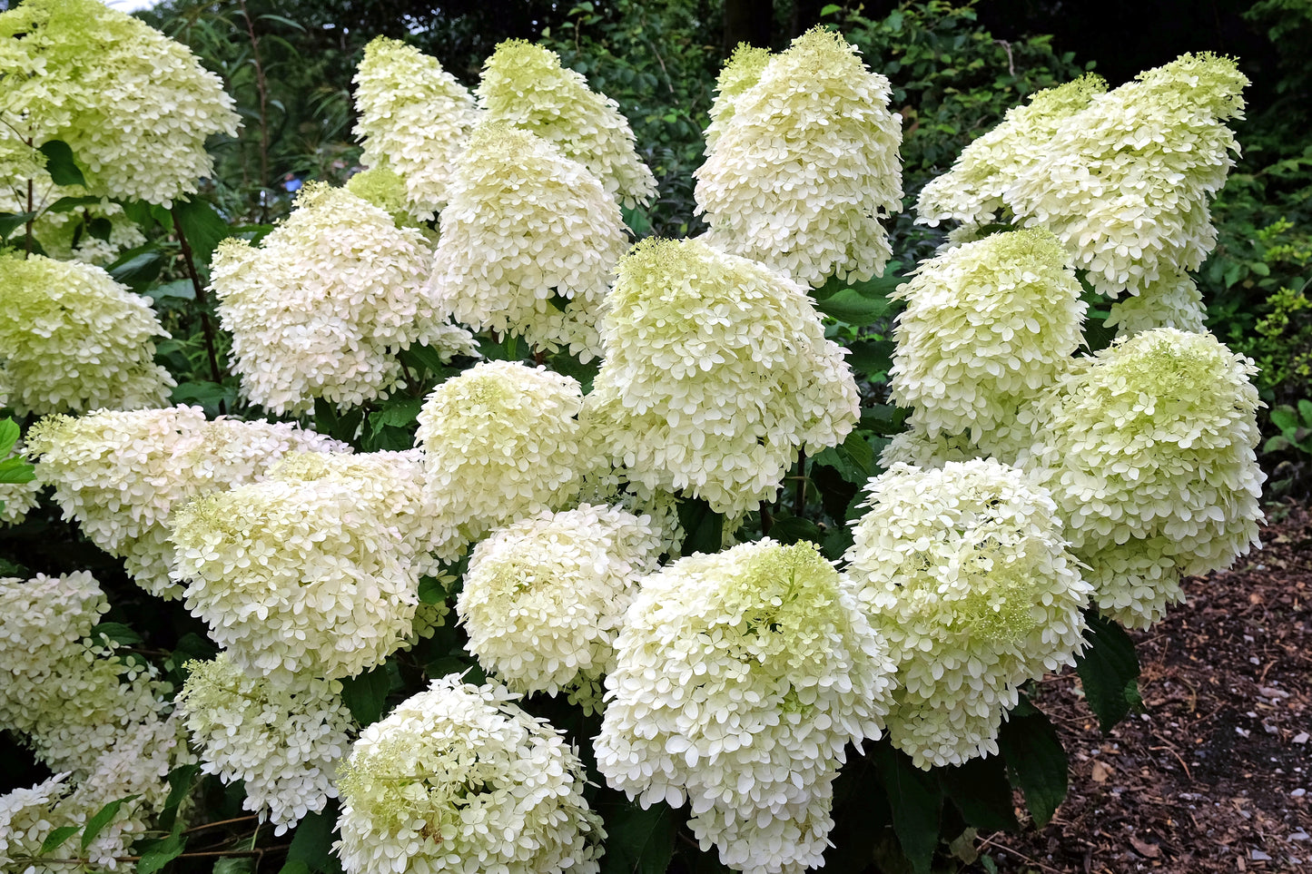 Fresh White Hydrangea -