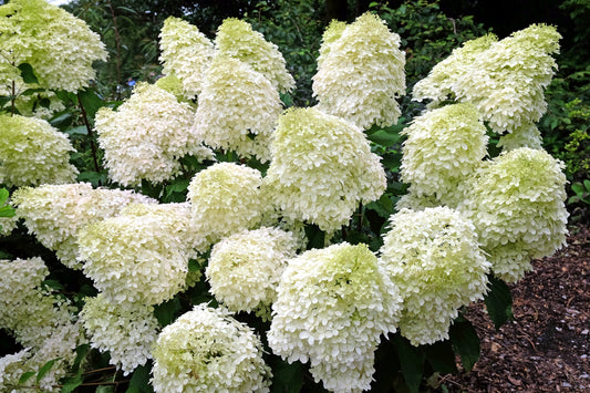 Fresh White Hydrangea -