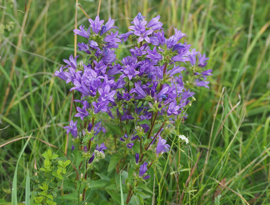 Clustered Bellflower