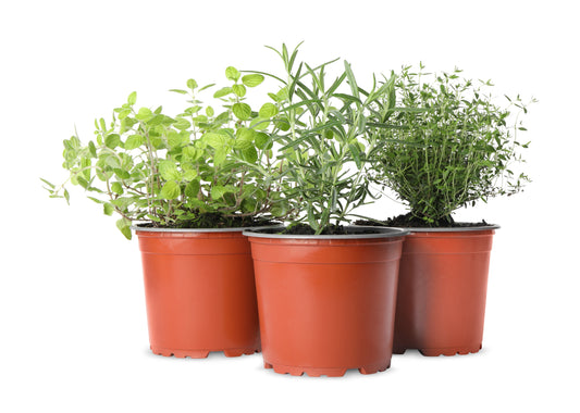 One Gallon Herb