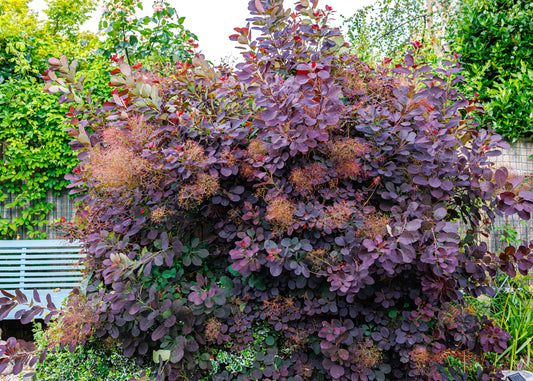 Royal Purple Smokebush -