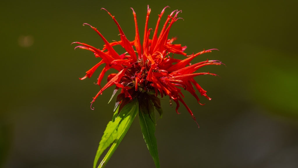 Fireball Bee Balm