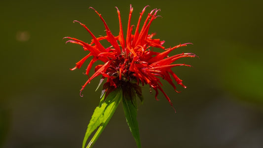 Fireball Bee Balm