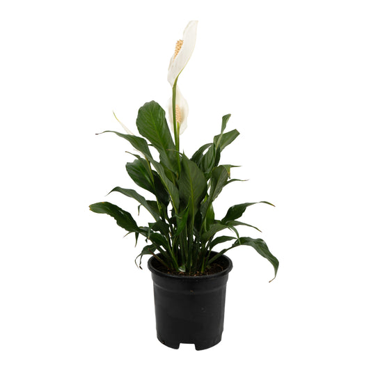 Spathiphyllum