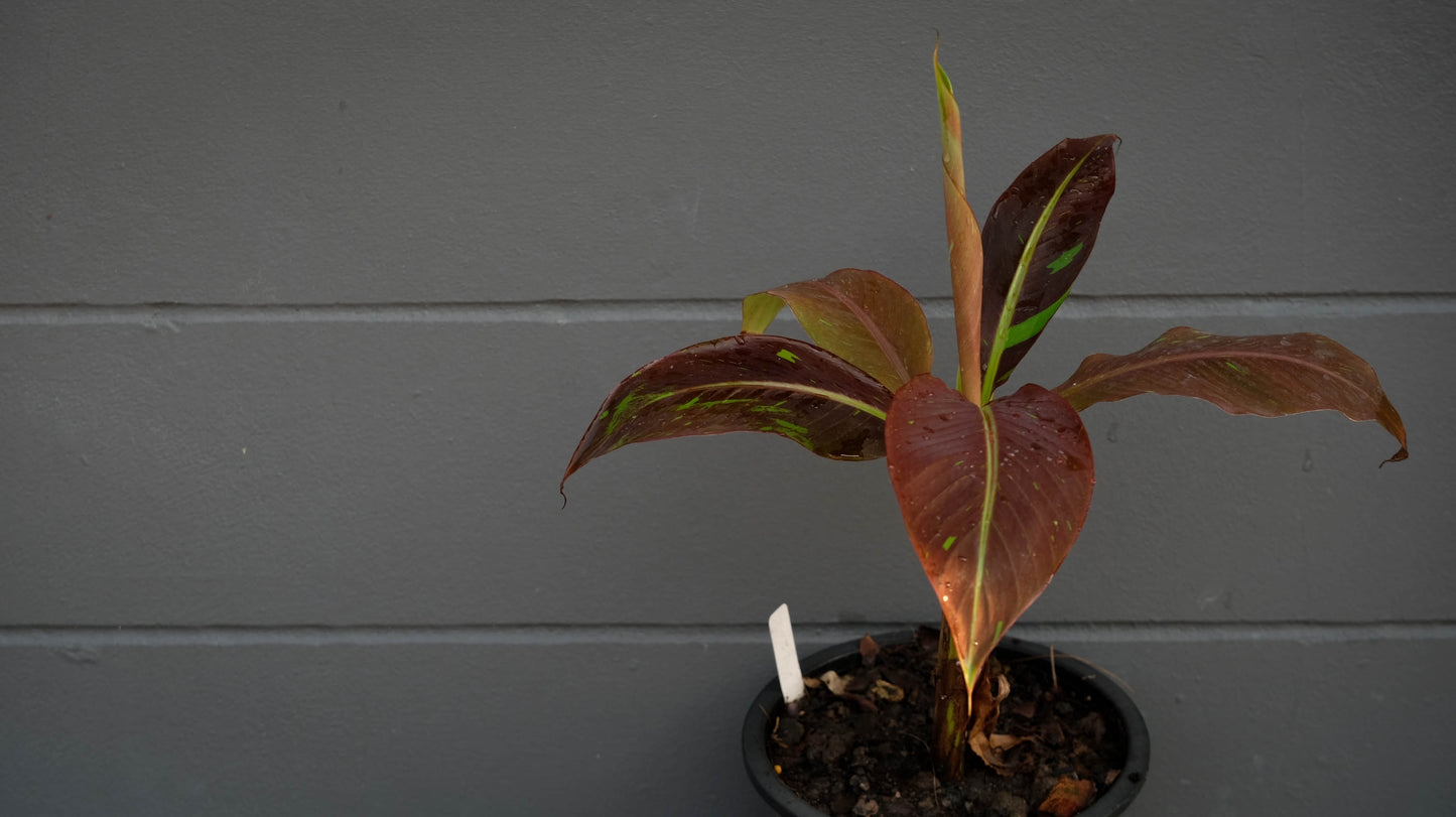 Red Banana