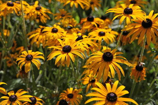 Goldsturm Coneflower