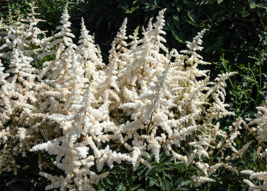 Cappuccino Astilbe