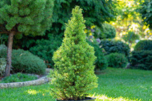 Dwarf Alberta Spruce