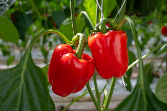 Red Bell Pepper