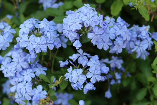 Imperial Blue Leadwort