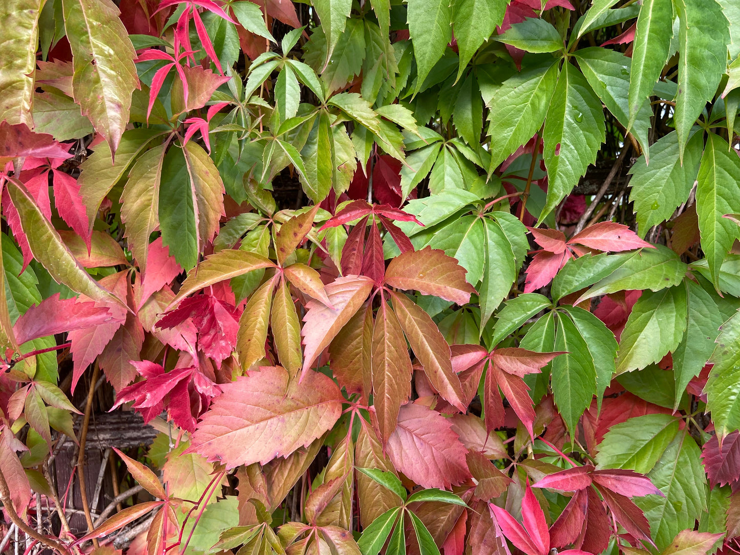 Parthenocissus quinq. 'Engelmannii'