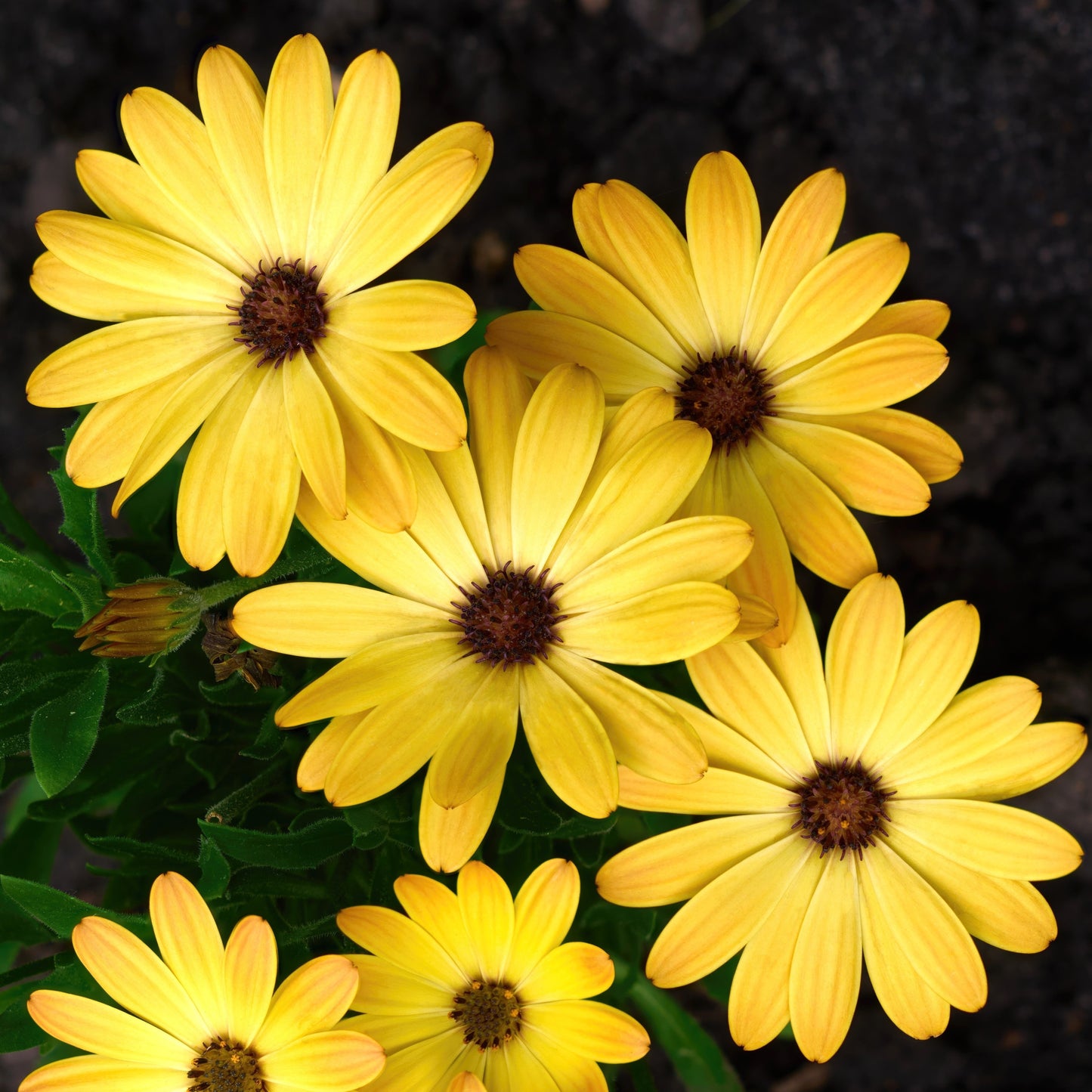 Osteospermum