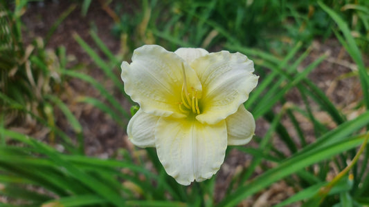Joan Senior Daylily