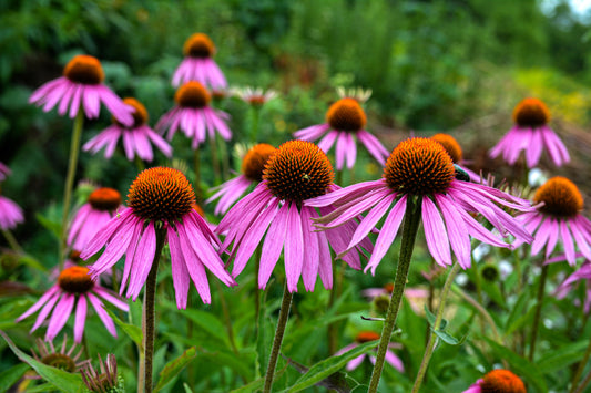 Purple Coneflower