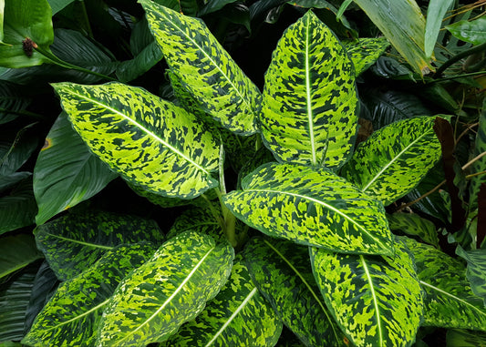 Reflector Dumb Cane