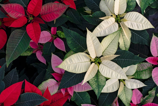 Poinsettia - Assorted Colours