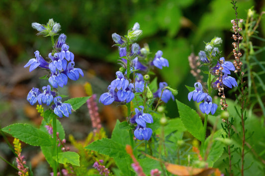 Ontario Natives - Giant Blue Lobelia