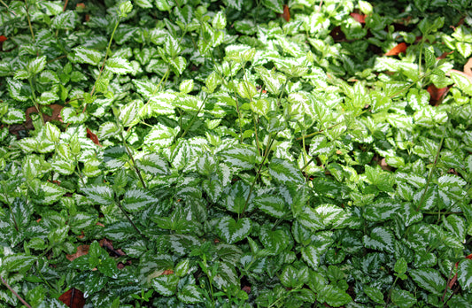 Yellow Archangel
