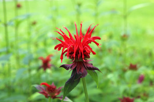 Raspberry Wine Bee Balm