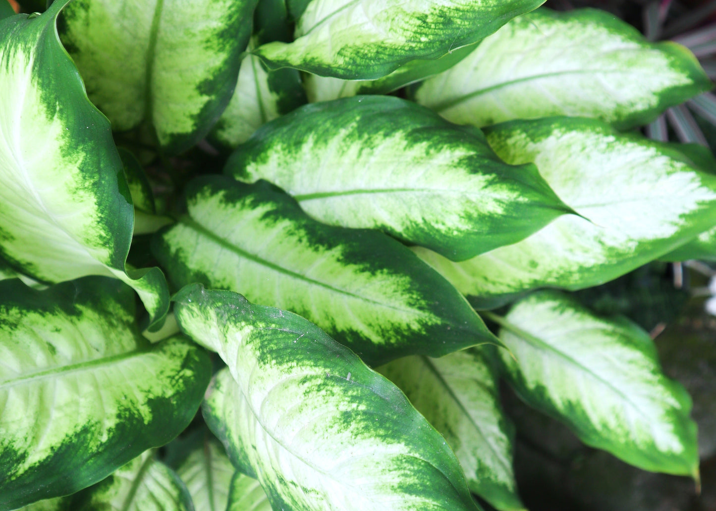 Camille Dumb Cane