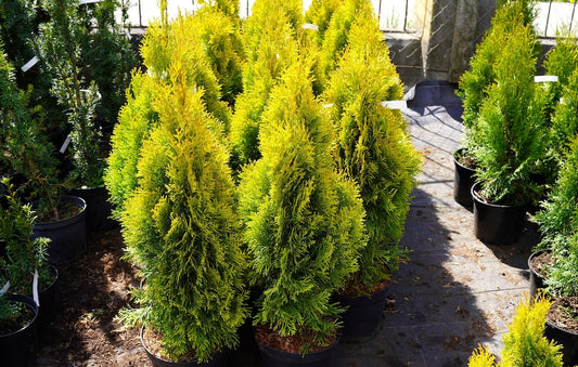 Amber Gold Cedar