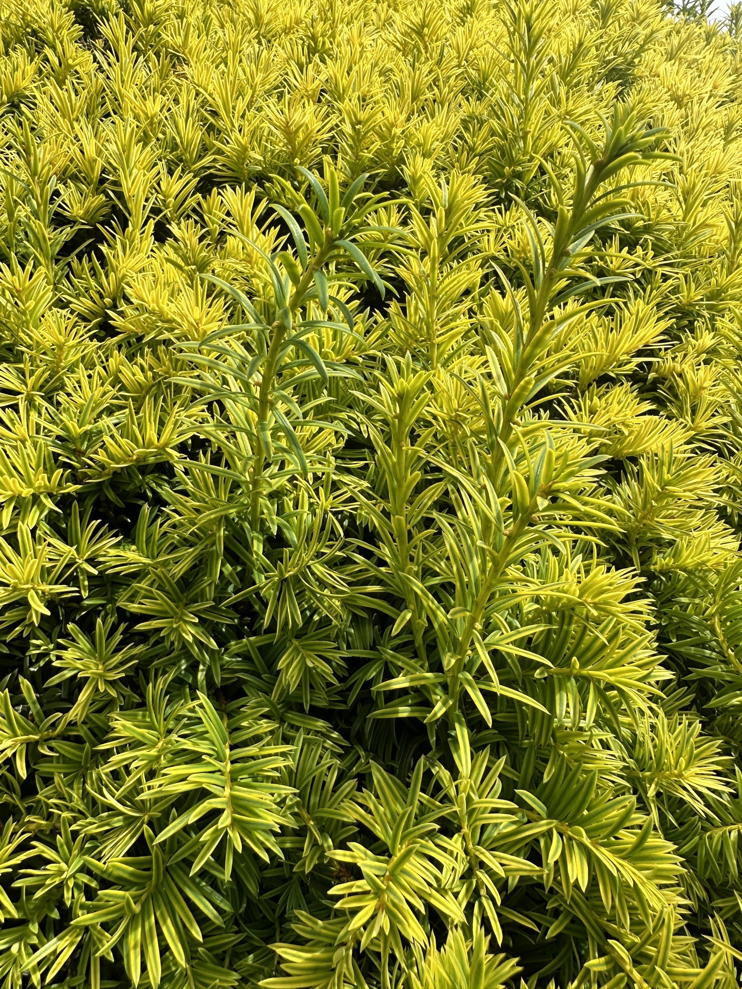 Taxus Cuspidata Nana