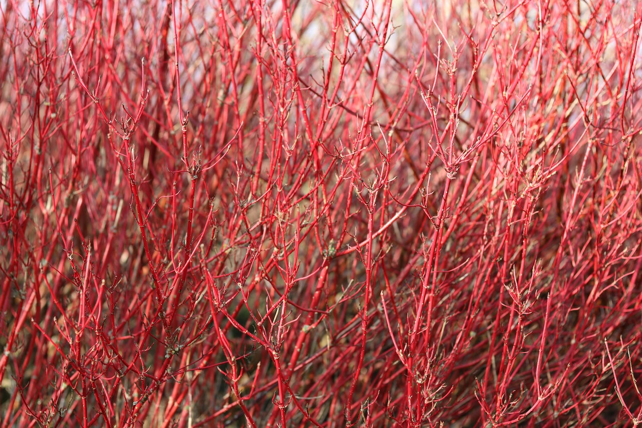 Red Dogwood Twig Bundle