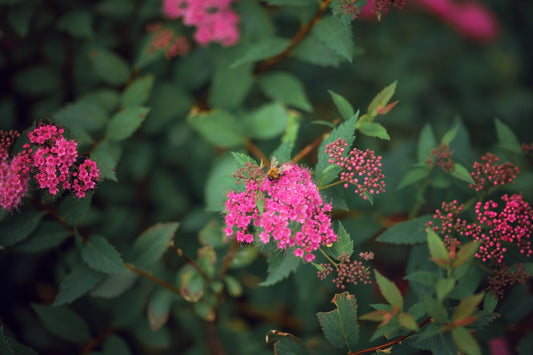 Spiraea 'Neon Flash'