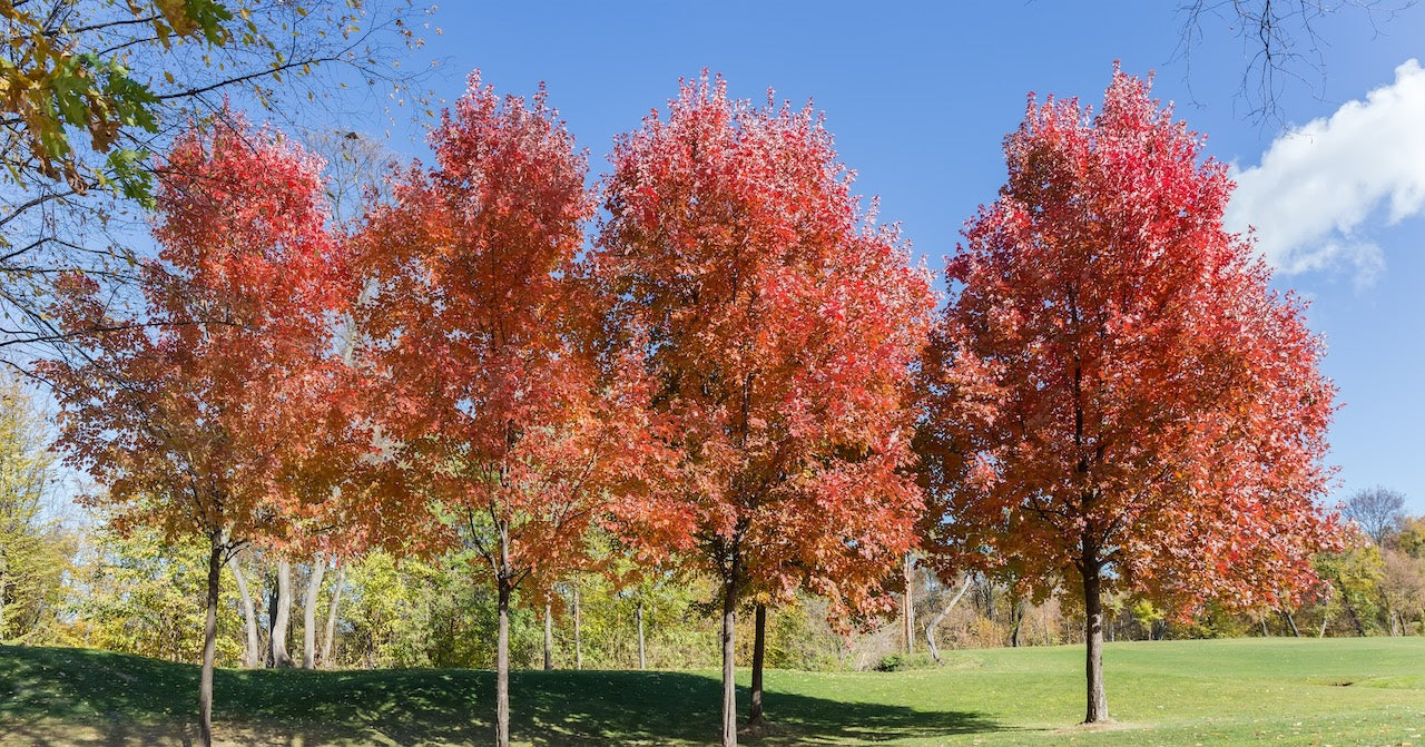 Acer Rubrum