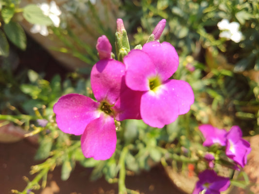 Rock Cress 'Red Sensation'