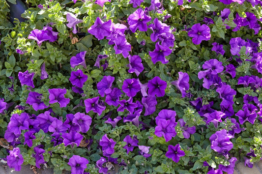 Easy Wave Purple Trailing Petunia