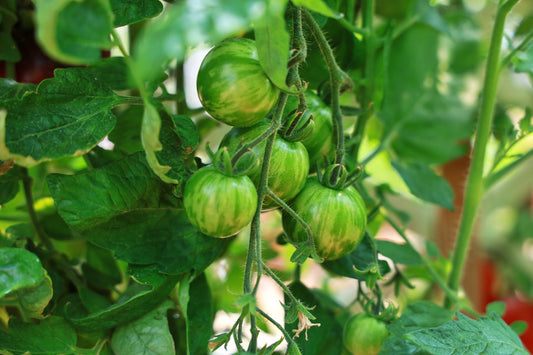 Green Zebra Tomato