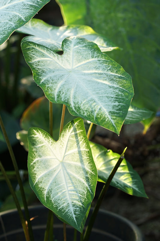 Aaron Caladium