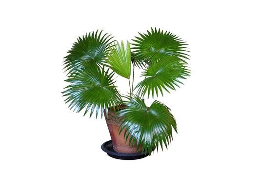 Chinese Fan Palm