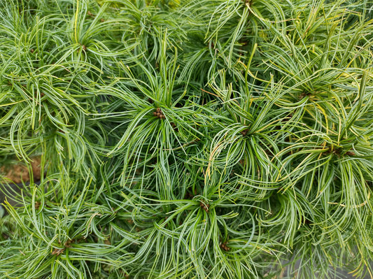 Green Twist White Pine Standard