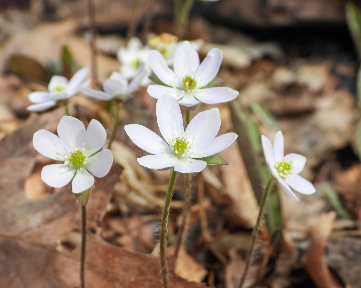 Ontario Natives - Sharp-Lobed Hepatica