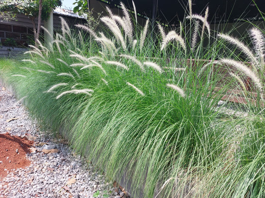 White Pennisetum Skyrocket