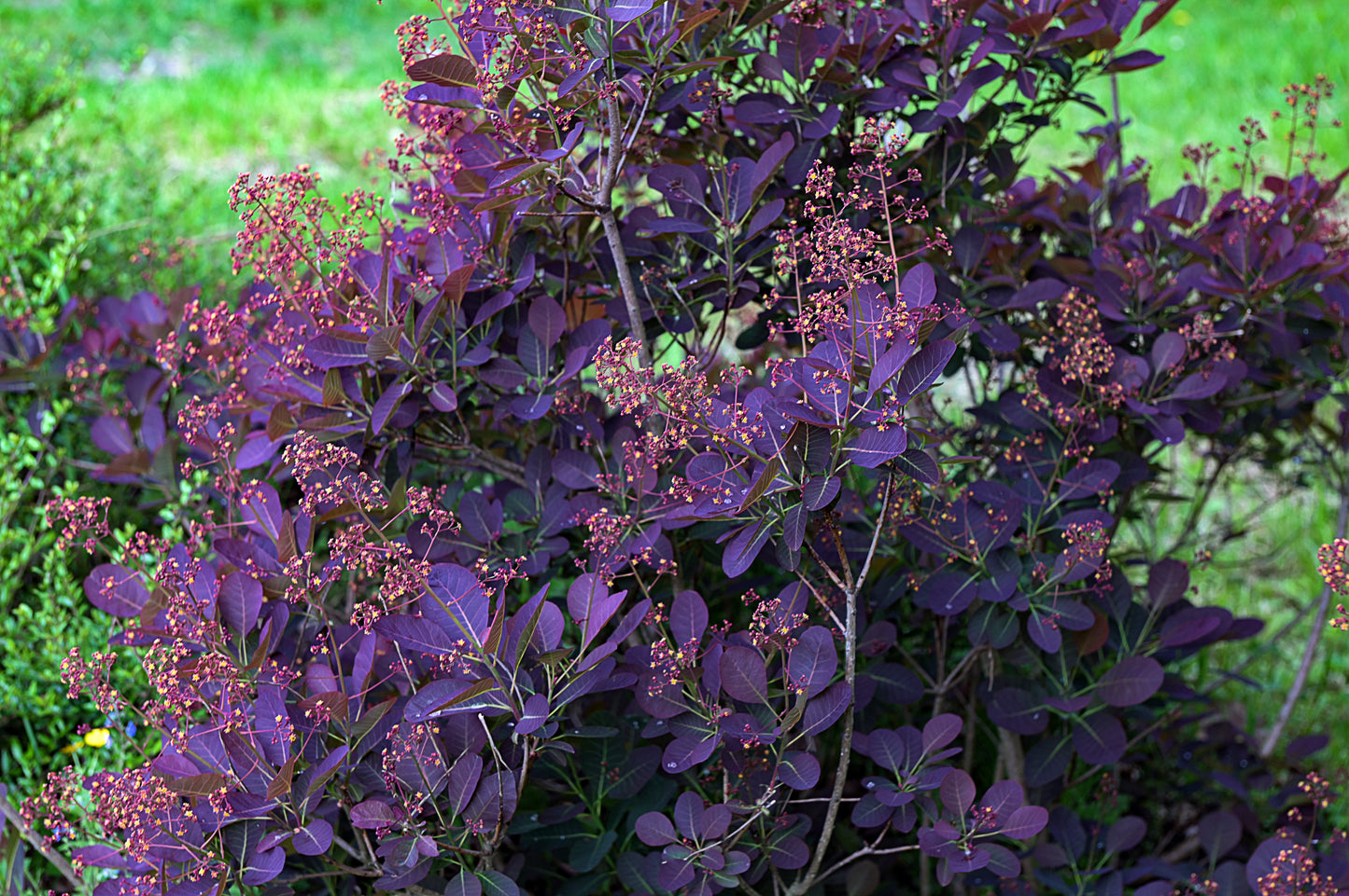 Cotinus Velveteeny