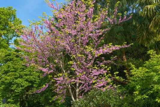 Eastern Redbud Shrub Form