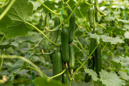 Mini Cucumber Planter