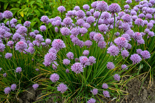 Chives