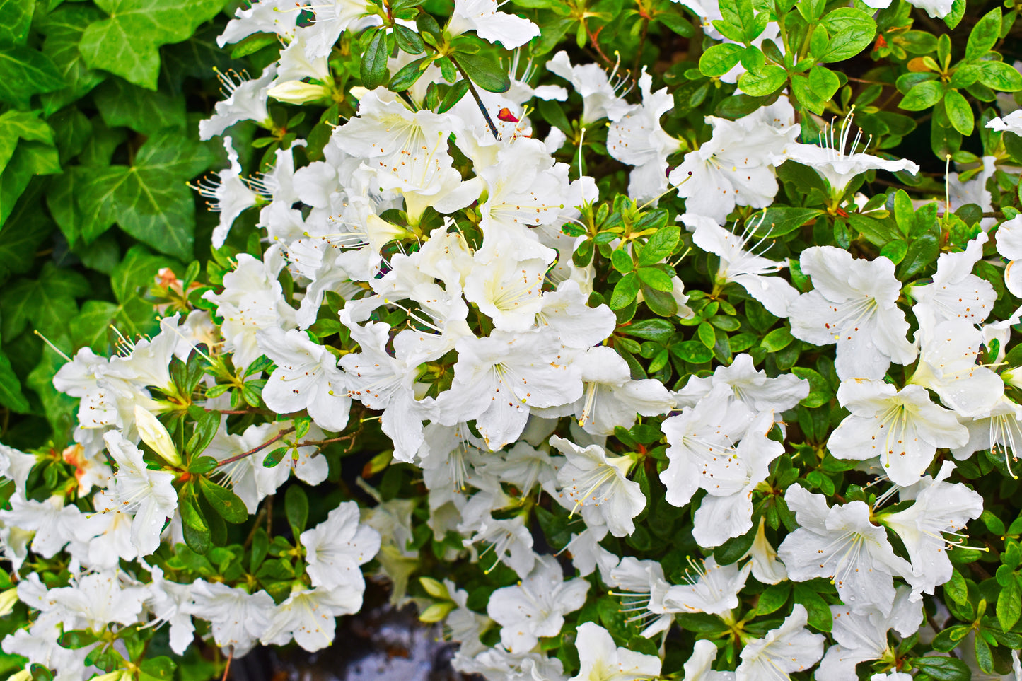 Girard’s Pleasant White Azaleas Bud ‘N Bloom