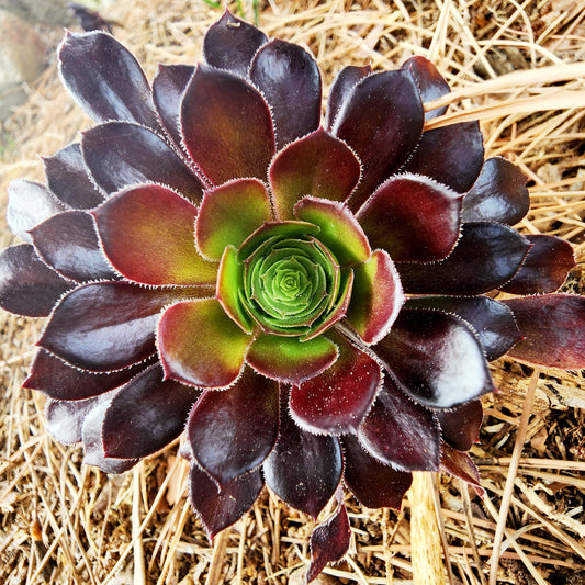 Sempervivum Black